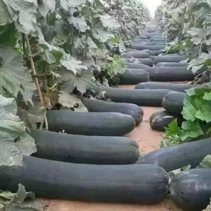 Extra-Large Giant Black-Skinned Winter Melon Seeds Crawling All over the Ground. Large-Sized, High-Yielding Large Winter Melon Potted Vegetables for All Seasons