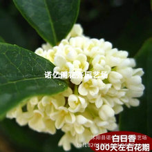 𻨘𵤹ļ𻨘ֲͥԺļ