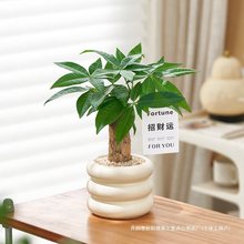 发财树小盆栽室内植物办公室桌面装饰摆件客厅绿植净化空气