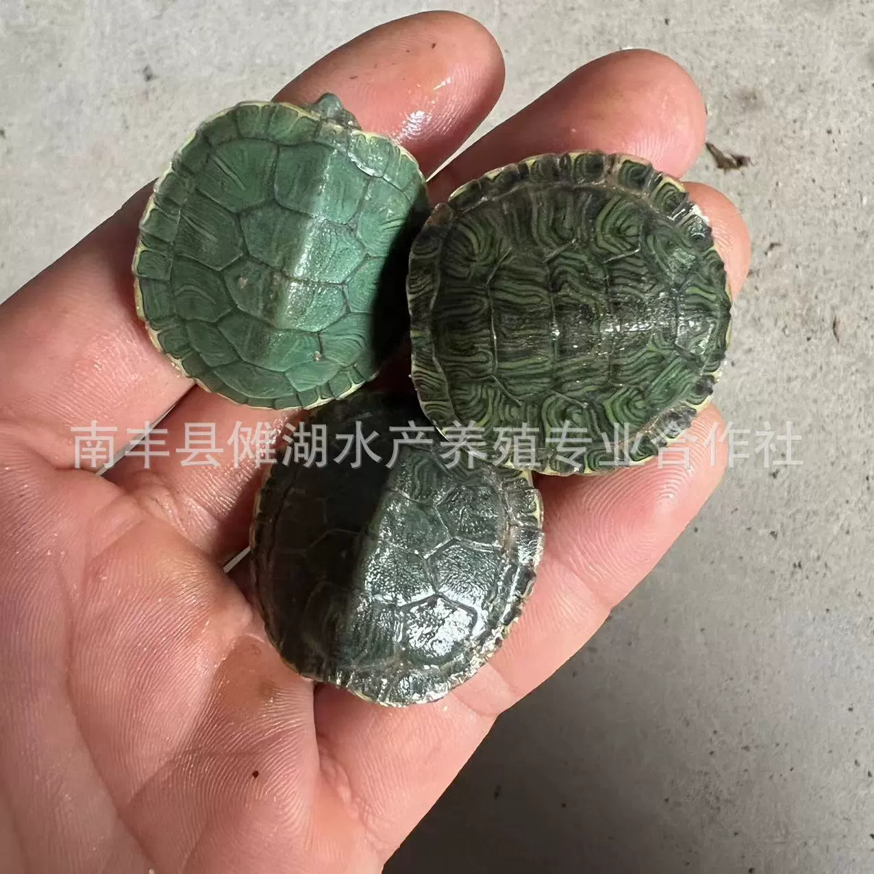 Бразильская черепахаPet turtle Brazilian turtle сеянцы большая Бразильская черепаха витрины многоцветный маленький черепашонок живой организм оптовая продажа