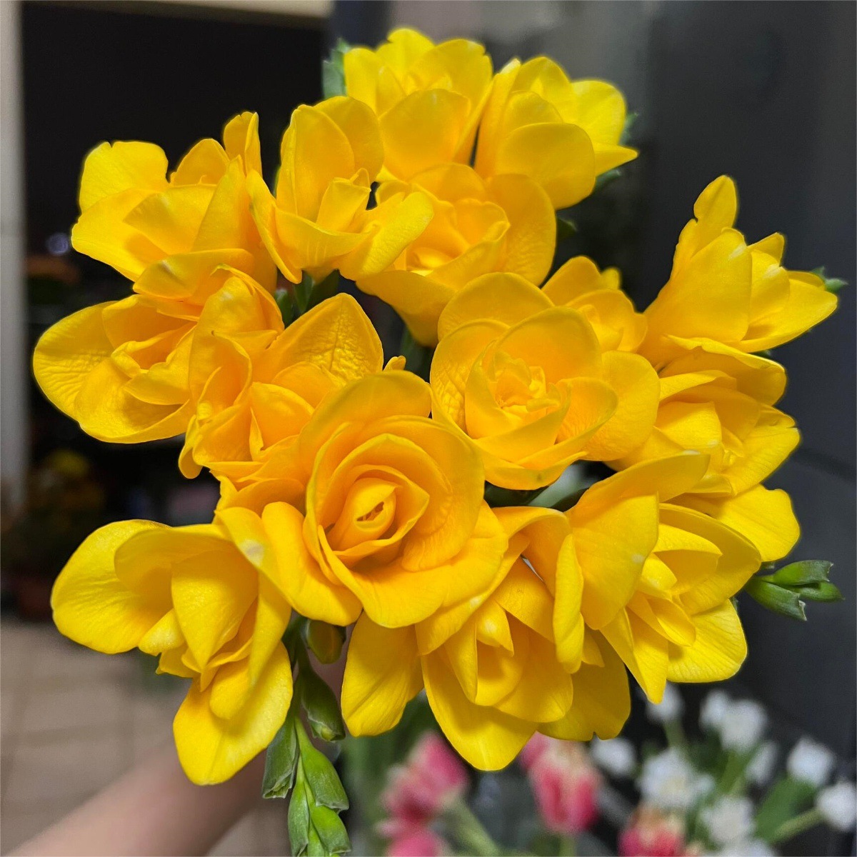 Bola de flor de cilantro, planta en maceta, pétalos dobles, fresia con brotes, raíz con capullos, planta en maceta de color mixto, flores en todas las estaciones