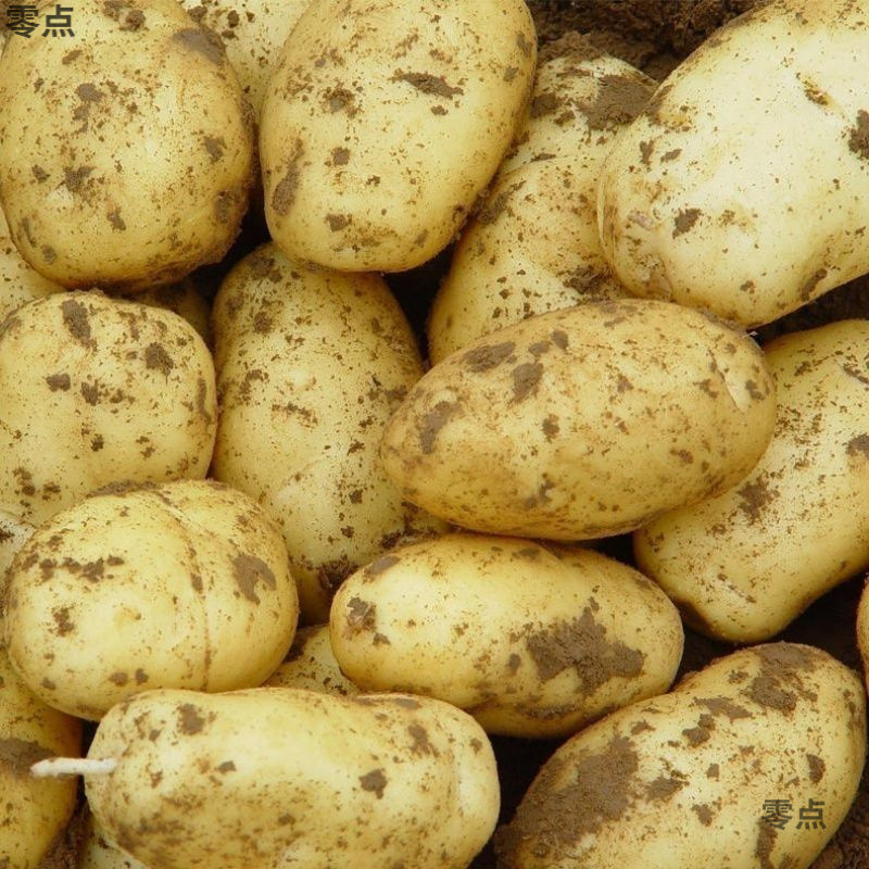 黄皮ジャガイモ、新鮮な掘り出しジャガイモ、季節の野菜、本格的な全箱卸売粉もちジャガイモ、アマゾン|undefined