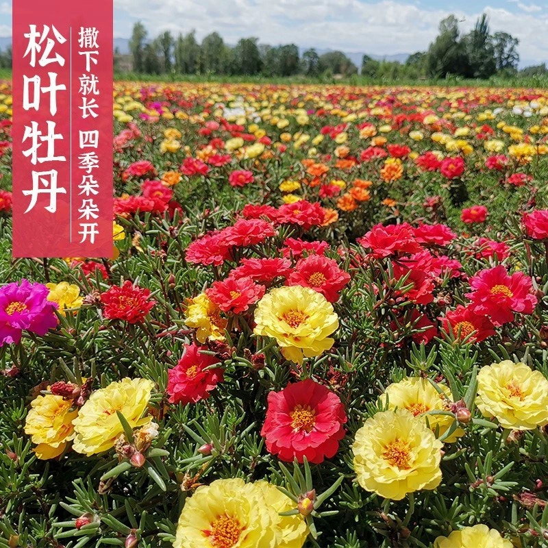 Двухлистные семена подсолнечника смешанного цвета Four Seasons легко жить сосновые листья пион цветочные семена мясистые балкон горшечные цветочные семена