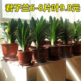 四季君子兰盆栽带花苞老苗大小苗花卉植物室内花绿植好养圆头和尚
