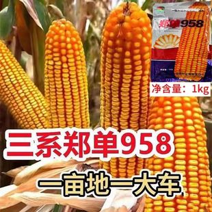 �����r��Ժ���׷N�� ����958ԭ�b��Ʒ���U���S����߿����Ĳ�����