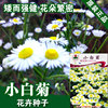 Little white chrysanthemum seeds chrysanthemum seeds seeds seed flower seed flower seed flower seed breal pot planting vegetable seeds wholesale