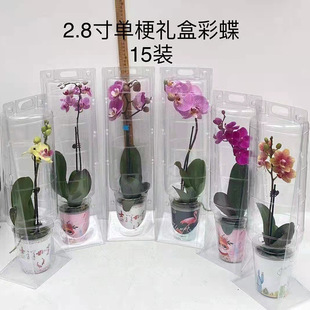 Phalaenopsis Gift Box 2.8inch Cups Flower Box Transparent Plastic Box Pet Blister Transparent Flower Packaging Box Customization