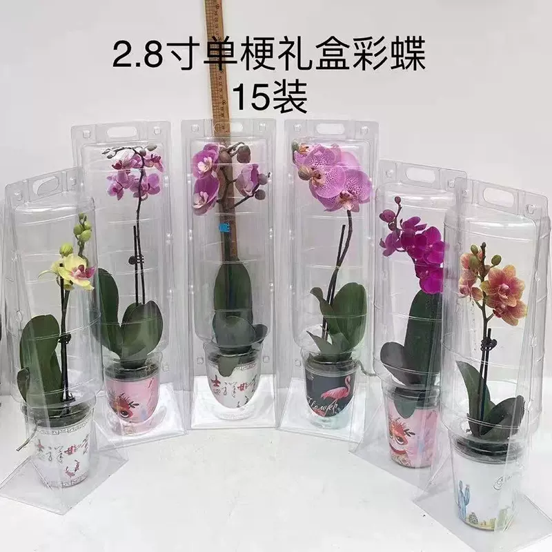 蝴蝶兰礼盒2.8寸杯花盒透明塑料盒PET吸塑透明鲜花包装盒定制