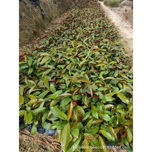 �������ݼt���� �������l �t���������r�� �t����߶�20����С��