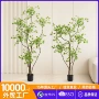 盆栽流泉植物大型绿植