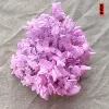 Pink purple (wood hydrangea)