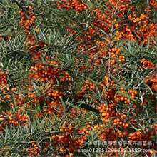 ˮșķNɳNӎֲɳSɳN