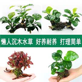 鱼缸造景沉木水草装饰懒人水草新手耐养植物水榕活体绿金钱多头草