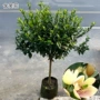 开花四季耐热耐寒树苗