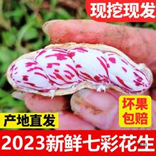 2023新鲜七彩花生现挖现发云南产七彩花生富硒黑花生新鲜湿花生