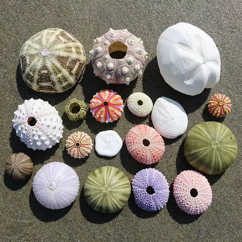 各种海胆稀有海胆壳套餐标本 空气凤梨相框小夜灯材料 紫色白粉色