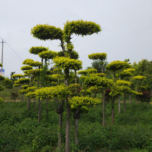 ���������������_�h�ɘ����� �@�־G�������_�h�ɘ�С�^�e���䘶