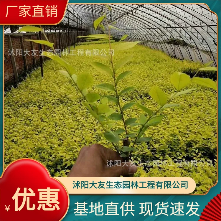 Jinyan Spiraea Base оптом Самодельное производство Разнообразия Полный живописный Ландшафтный проект Озеленение рассады