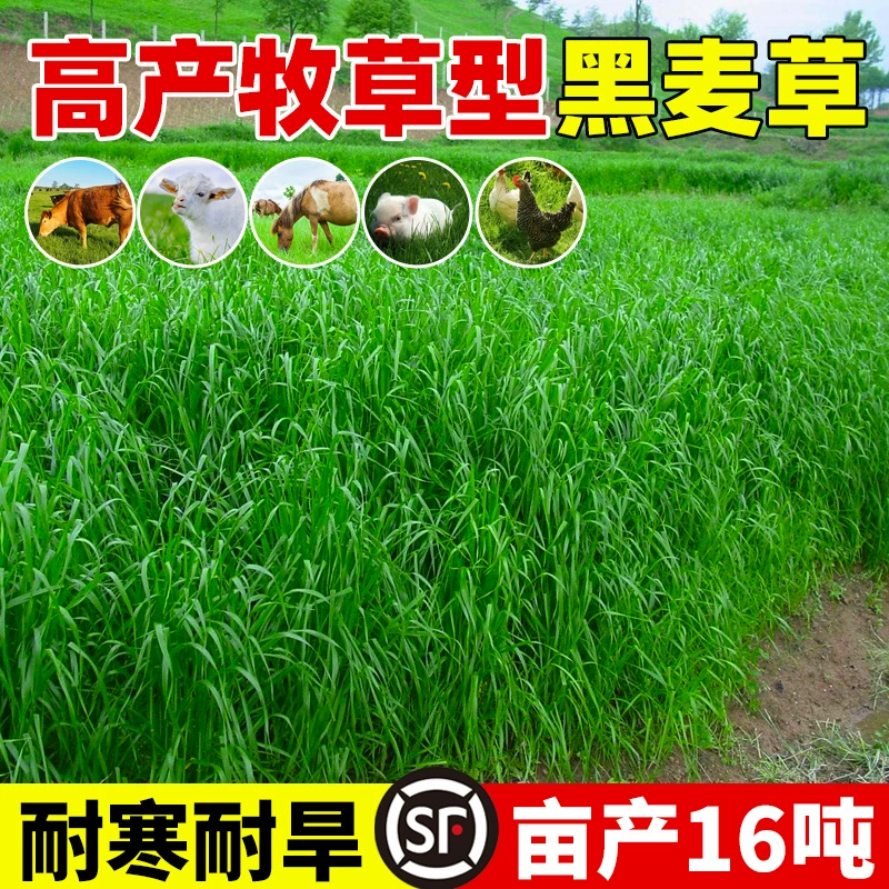 Морозостойкие семена кормовых культур: семена многолетнего ячменя для зимнего пастбища, 70 полиплоидов, для кур, уток, гусей, свиней, крупного рогатого скота, овец, рыбы, травяные семена.