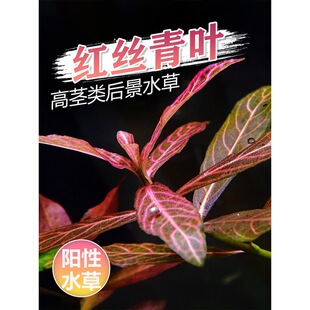 �t�z���~ˮ���~���к��쾰С���~�tɫϵ���ˮ��ˮ���䲼�����w