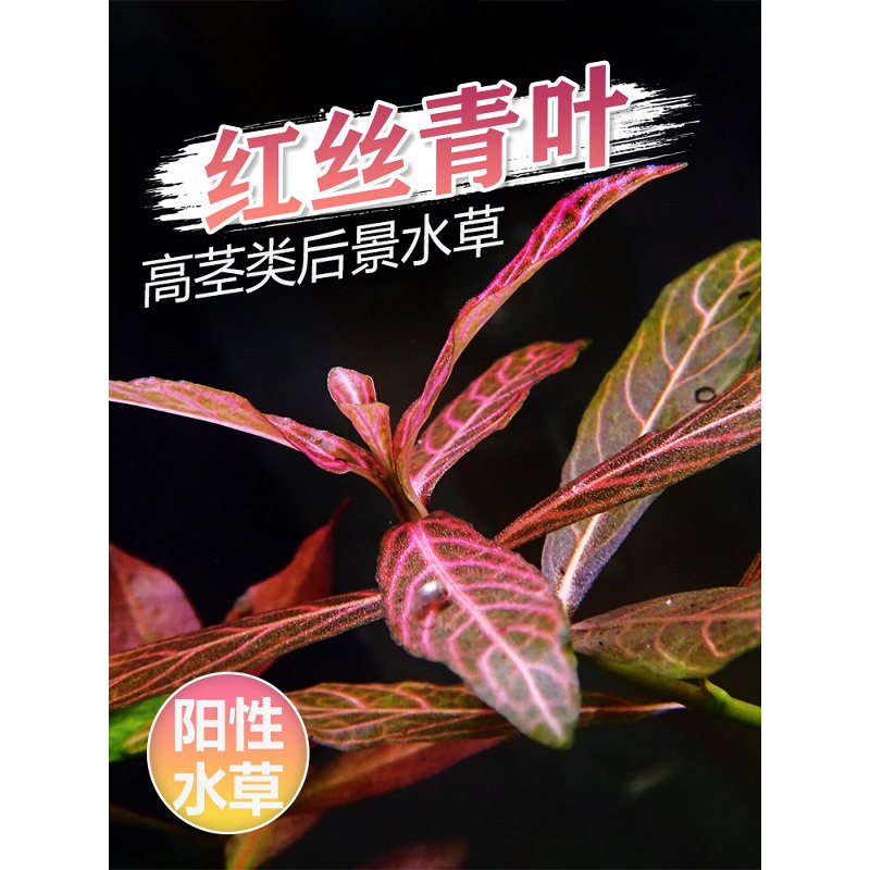 红丝青叶水草鱼缸中后景造景小青叶红色系阳性水草水族箱布景活体