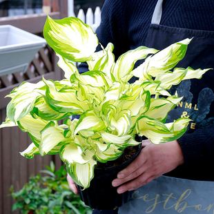foliage jade hairpin flower seedling plant Phnom Penh mosaic flower indoor potted flower bed perennial green plant cold and drought tolerance