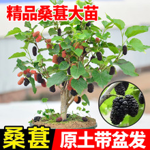 桑葚树苗果树果苗盆栽南北方种植四季嫁接大叶桑葚易活苗开花结果