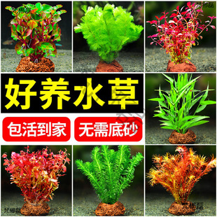 ˮ��ֲ����~���B��ɽʯˮ���ˮ�ő����~���쾰��