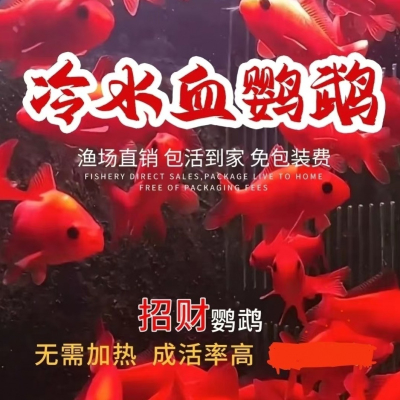 Cold water ornamental fish blood red cold water parrot fish is good…