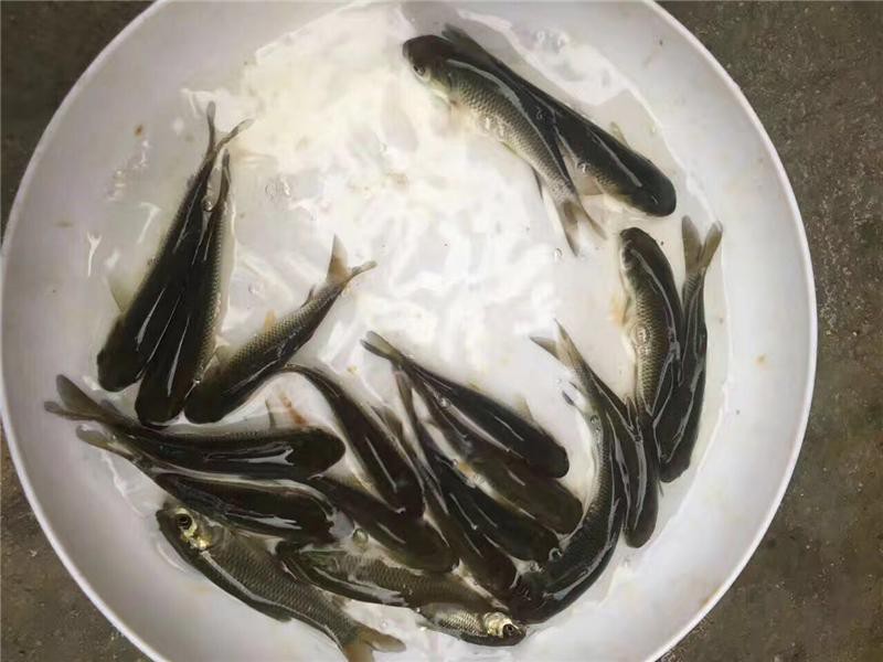草鱼鲫鱼花白鲢黄腊丁等各种鱼苗批发 商城 重庆市长寿区龙容宸水产养殖场