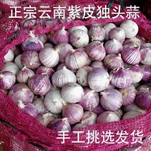 大蒜独头蒜包邮2023年云南大理农家紫皮新鲜独蒜头独蒜红皮干蒜头