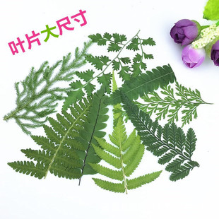 Fern flower real leaf Black Fern Rock Fern Wolftail Fern dried flower embossed bookmark hand sticker diy plant specimen