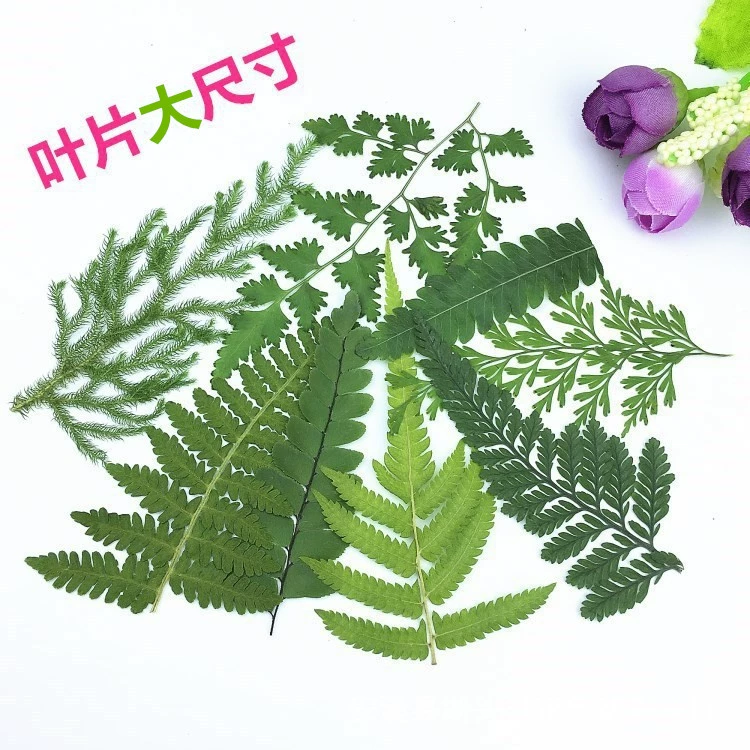 Цветок папоротника настоящий лист черный камень папоротника волчий хвост папоротника Сушеный Цветок тисненая Закладка ручная наклейка DIY Образец растения