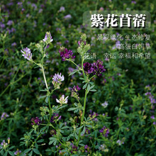 lϻޣNţuZݷNBֳ~ݷN