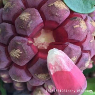 �����粼����Ұ�����ϻ�����ˮ�������پ�F�ϱ����Nֲ����Y��