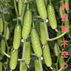 Unexpected fruit cucumber seeds wholesale farmland vegetable garden short stick meat thick rod, crispy cucumber vegetable seeds
