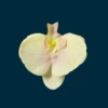 Yellow, small, 9.5cm