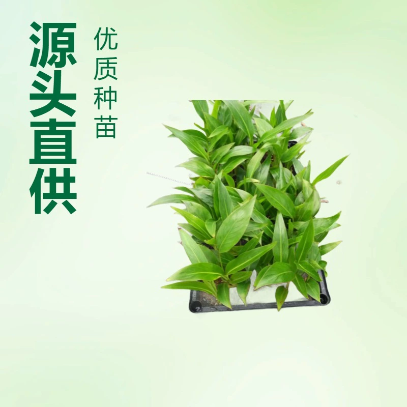 Производитель поставляет оптом большое количество зеленых растений, растений в горшках, растений семейного бананового дерева и саженцев декоративных садовых цветов.