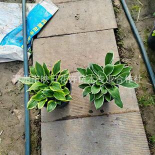 ����һ�Ӂ����~������߅�������m��Ʒ�N�����������������Ӂ�����