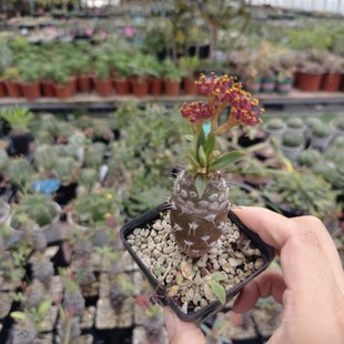 ƿ������Euphorbia pachypodioides�����K�� �̨����