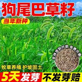 狗尾巴草籽矿山复绿野草种子四季播种耐旱绿化观赏草坪护坡牧草种