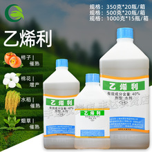 �Ϻ��w���ϩ��40%��ϩ�������޻������㽶���Ѵ����{����