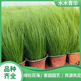 宿根花卉;灌木;盆栽