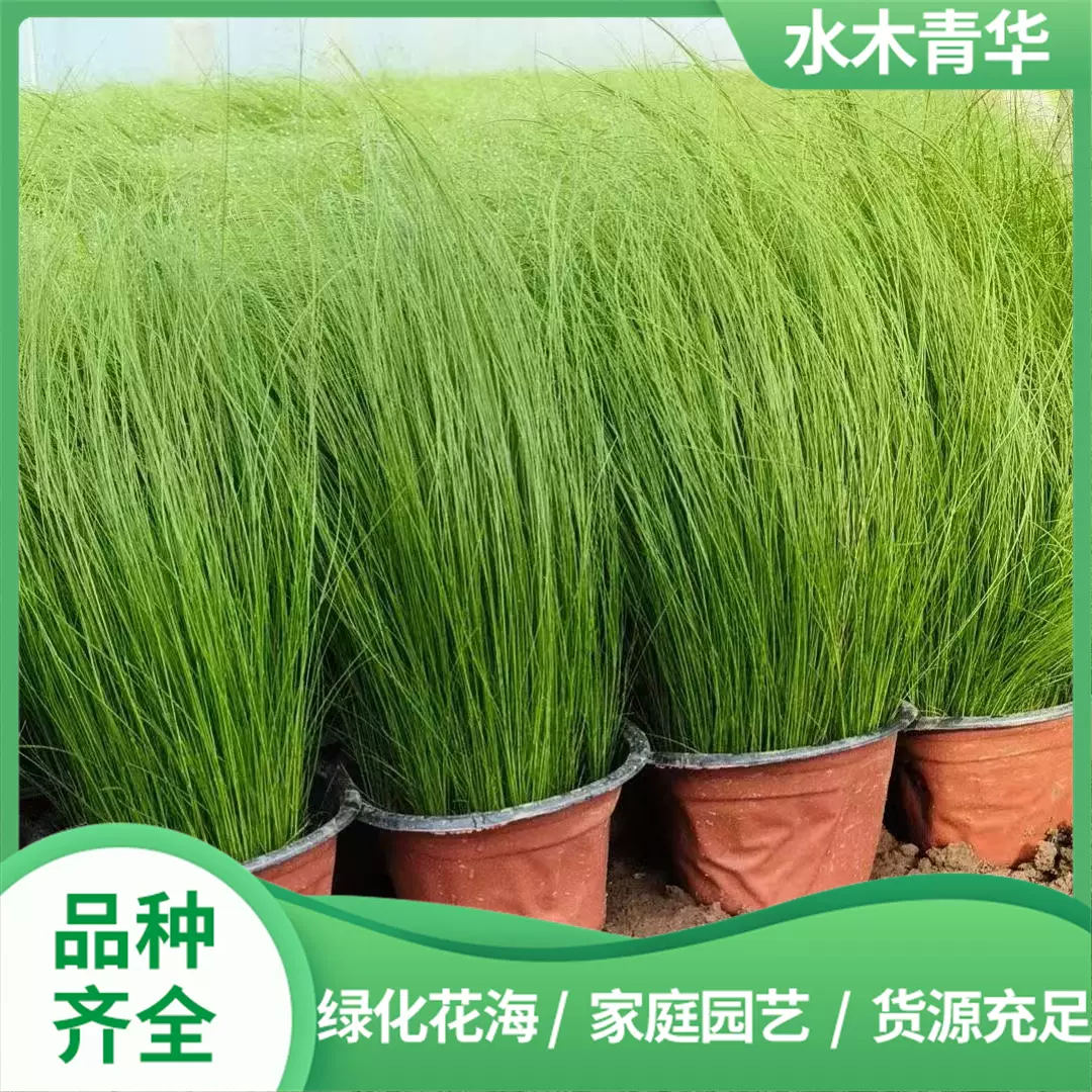 细茎针茅 墨西哥羽毛草 网红观赏草 基地大量供应 宿根草花羽毛