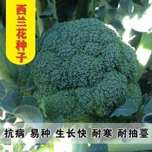 80�����m���N�ļ���Ҭ�˾G��ʯ�߲˷N�ӻ���˷N���߲˴�ȫ���ﶬ