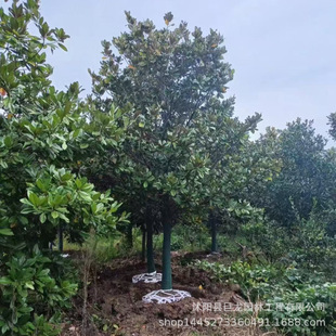 Direct Sale of Magnolia Saplings, Engineering Greening Seedlings, Can Be Shipped by Special Vehicle Magnolia 10-12- 15-18cm