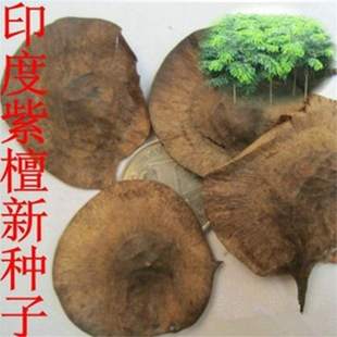 ���羳��؛��ӡ��С�~��̴�N�����~̴����ľ�S��ľ̴���N�����F