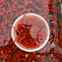 �ݽ���~���~���^�p�~С����ˮ��ˮ�����~���B�ͻ��ԁ�ˮ���w�\��