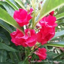 �P�ɻ��N�����ļ�ͥԺ���Ե����P��͸�ǲ�ָ�׻��������Ҽt���P��