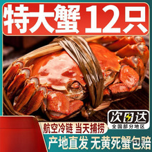 【活蟹】10只大闸蟹六月黄鲜活母蟹现货河蟹海鲜水产螃蟹礼盒